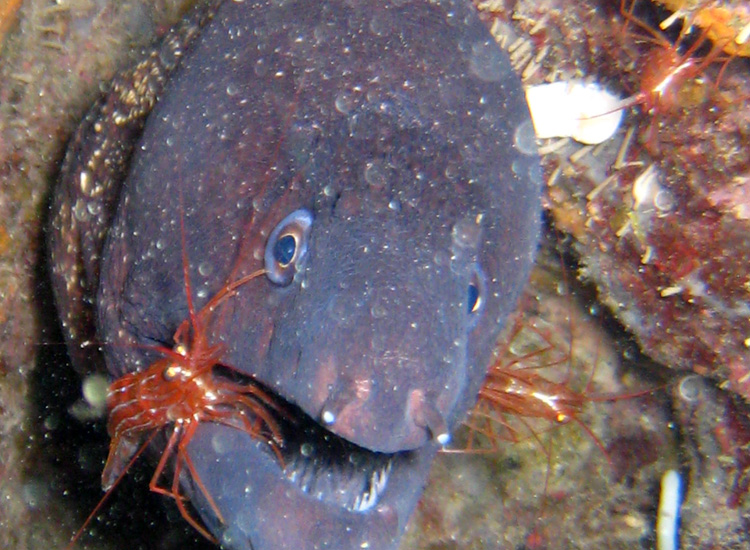 Pulizia dentale: Lysmata seticaudata